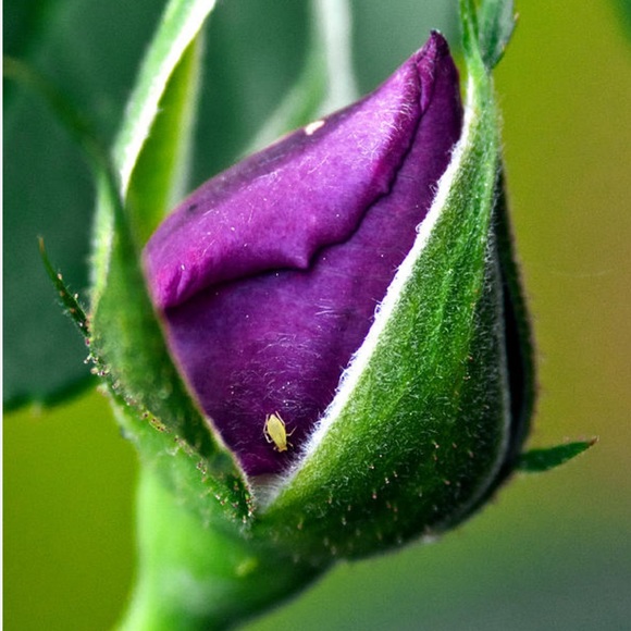 “Purple Baby Rose Buds” Tiny Pressed Preserved Dried Flower Gold Flake Earrings - Picture 4 of 7